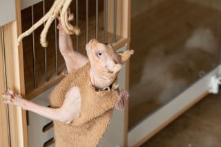 加拿大纯种无毛猫高清图