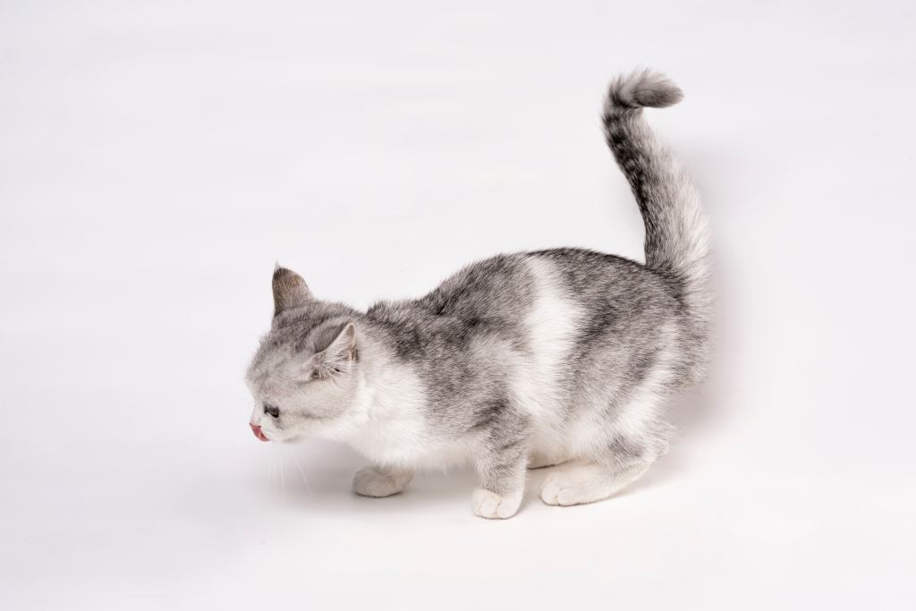 蹲着的可爱短毛宠物猫咪版权图片下载