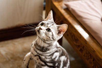 可爱虎斑起司猫实拍高清图