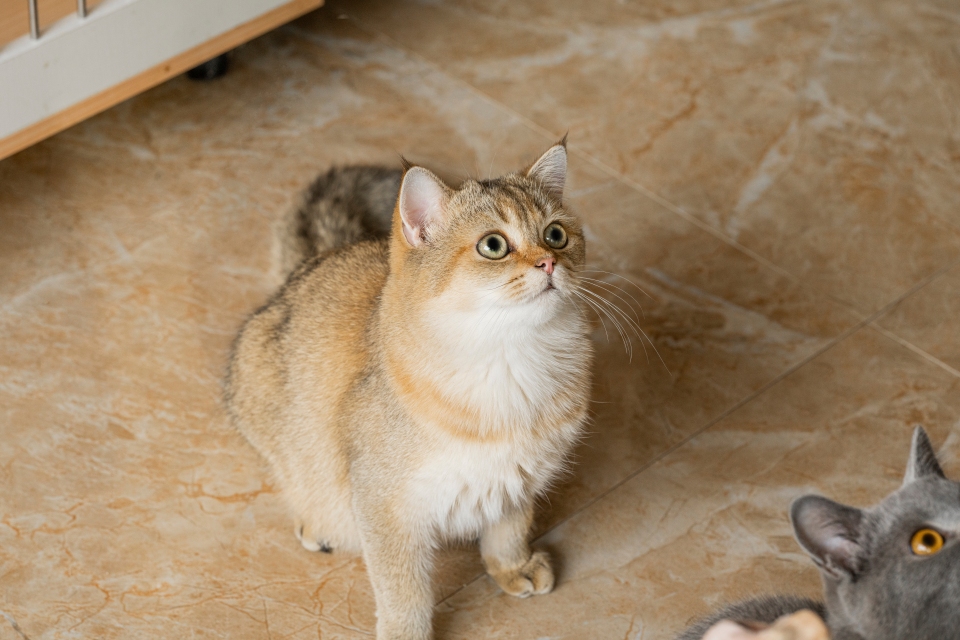 萌宠金渐层猫猫图片