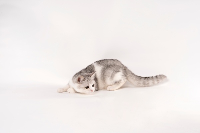 可爱纯种金吉拉短毛猫图片