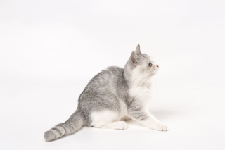 血统短腿银渐层可爱猫咪图