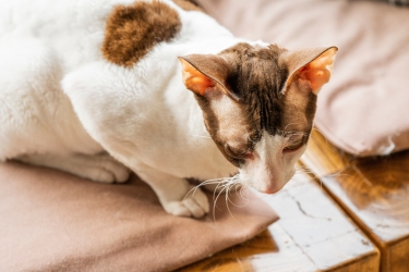 趴在床边的顿斯科伊猫图片