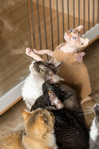 萌宠猫舍可爱猫咪合拍高清图