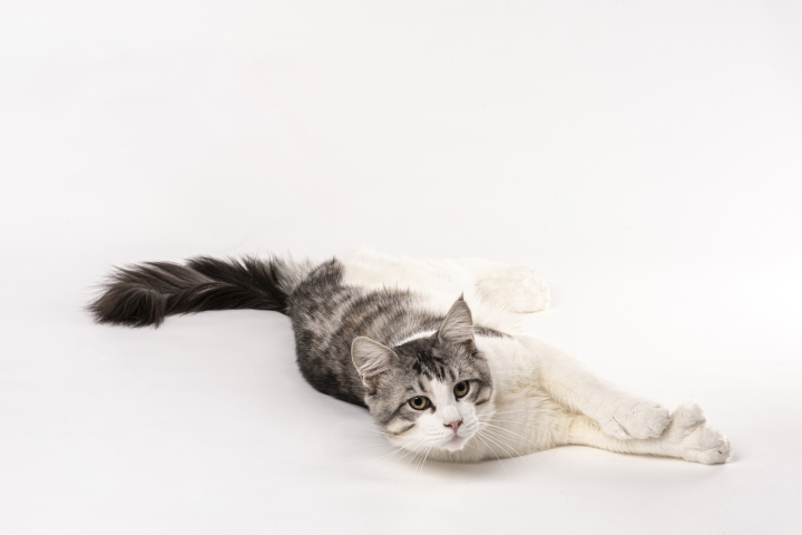 纯种美国短毛猫侧躺版权图片下载