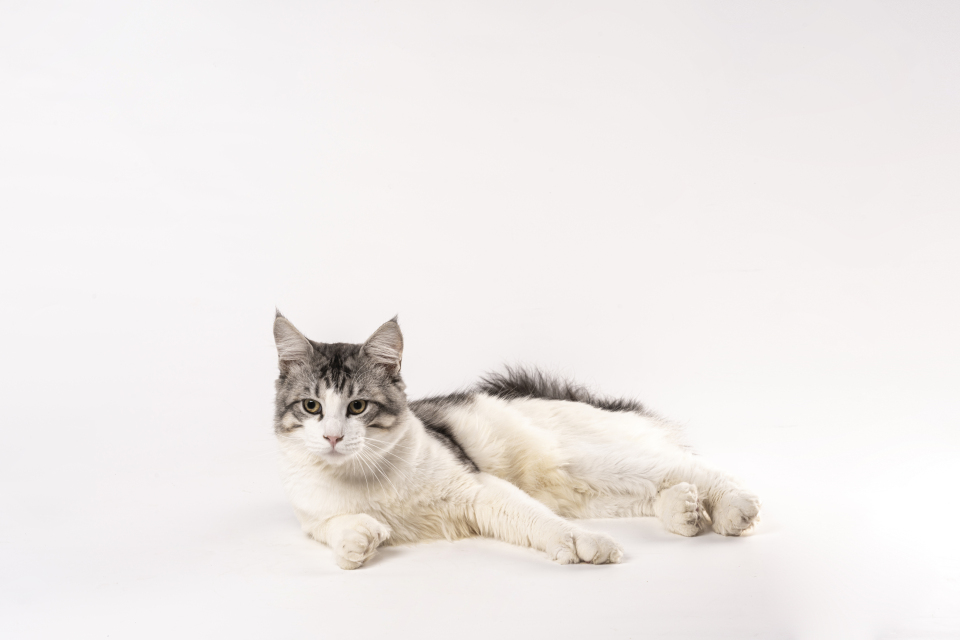 短毛灰色猫咪侧躺图片