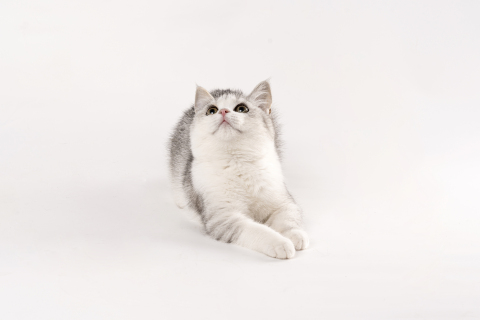 可爱英短品种银渐层猫咪高清图