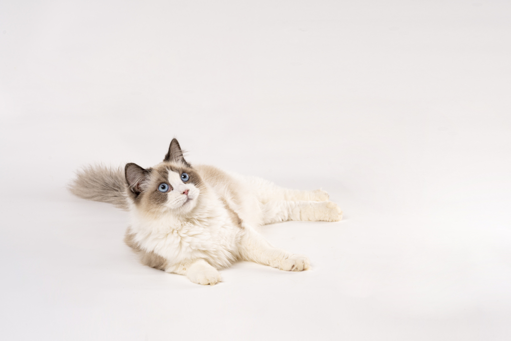 温顺可爱仰视布偶猫咪高清图版权图片下载