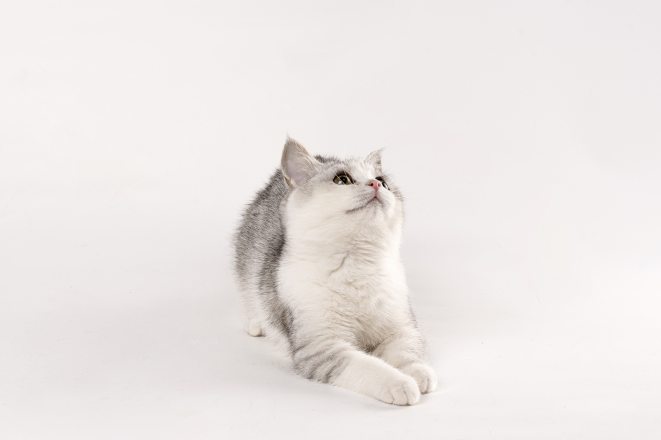 抬头观望可爱灰色小猫咪图片