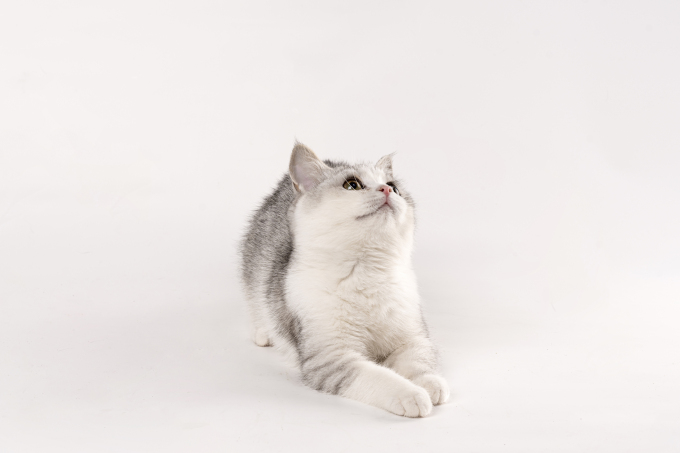 抬头观望可爱灰色小猫咪图片