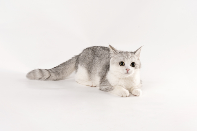 趴着的灰色金吉拉猫图片