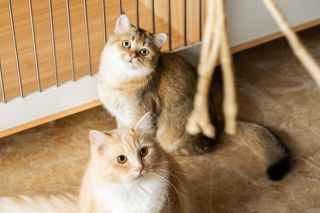 猫舍12色金渐层猫咪高清图