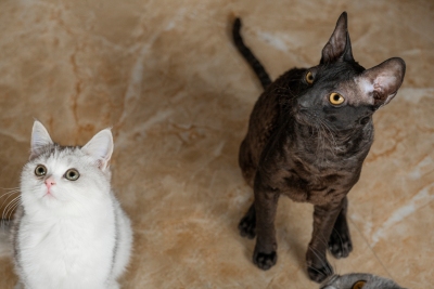 黑白两只可爱猫猫坐着高清图