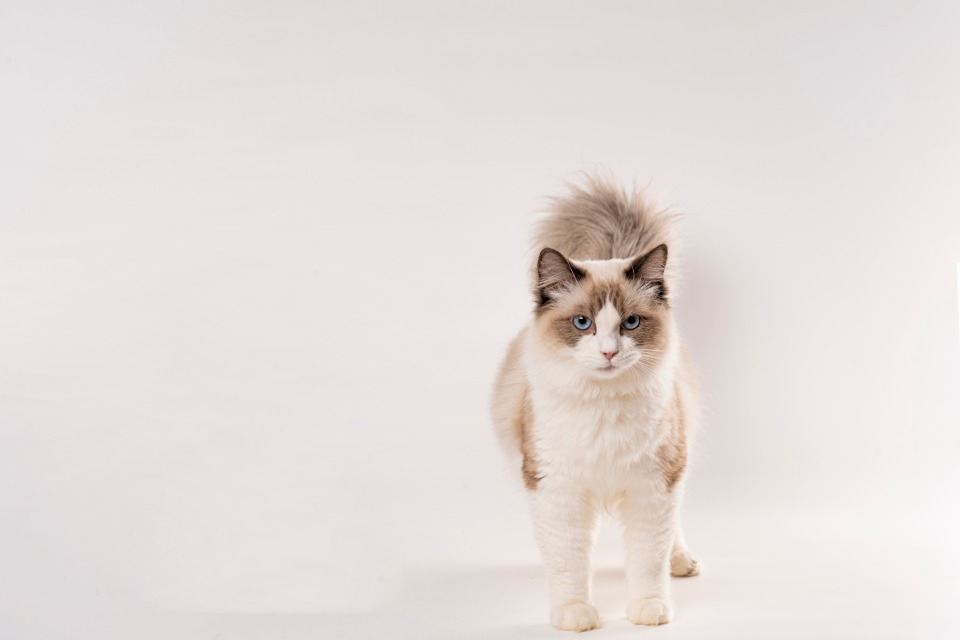 帅气成年海双色布偶猫高清图