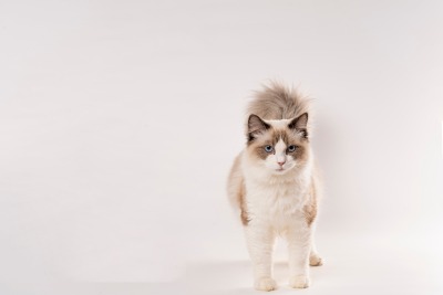 帅气成年海双色布偶猫高清图