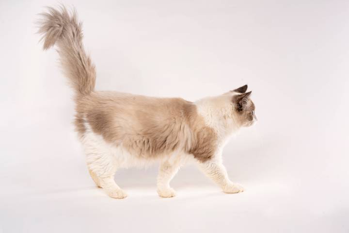 站立行走的布偶猫版权图片下载