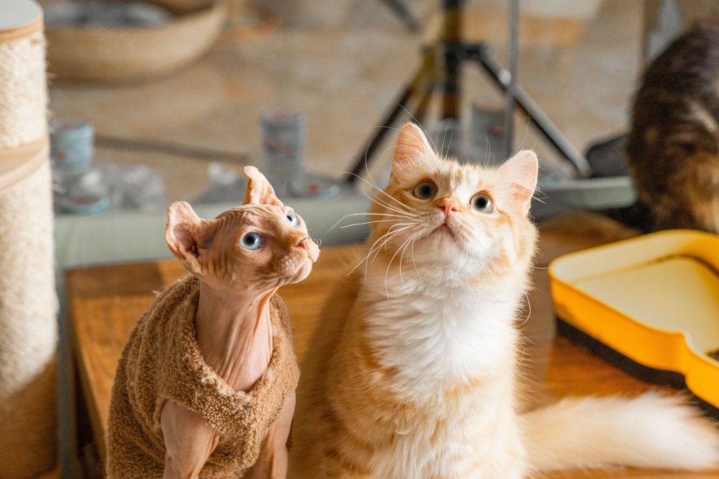 长毛金渐层可爱猫咪高清图版权图片下载