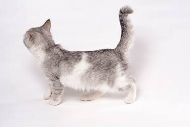 家庭宠物可爱灰色短毛猫图片