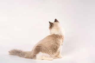 海双色成年布偶猫咪背影图