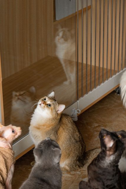 萌宠商店可爱猫咪高清图