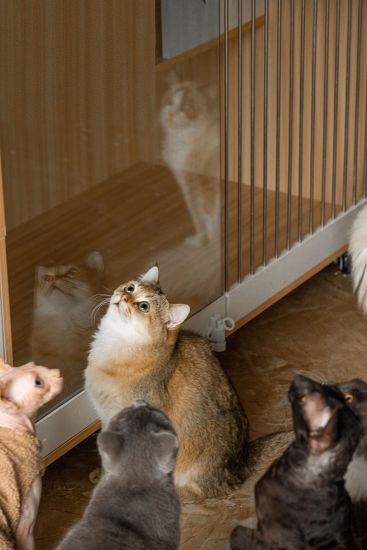 萌宠商店可爱猫咪高清图