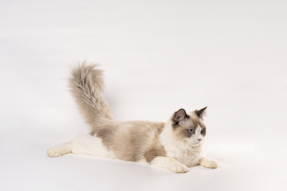 海双蓝眼布偶猫咪高清图