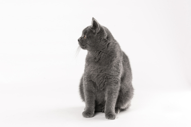 可爱灰色温顺短毛宠物猫图片