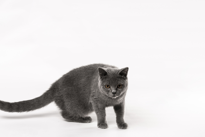 站立行走的灰色短毛猫高清图版权图片下载