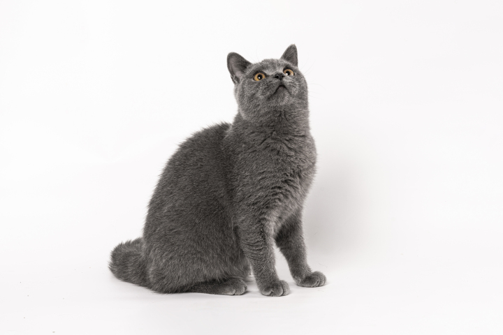 灰色短毛家庭宠物猫咪版权图片下载