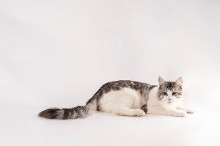 可爱长毛猫咪高清实拍图