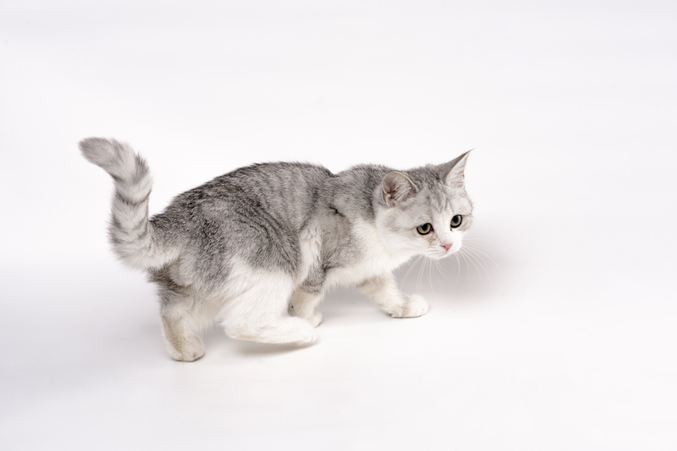 可爱正宗美国短毛猫图片