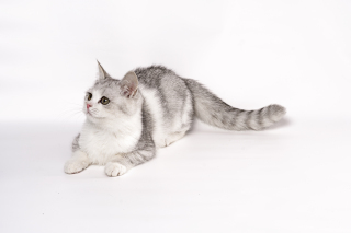 美国短毛猫咪趴在地上高清图