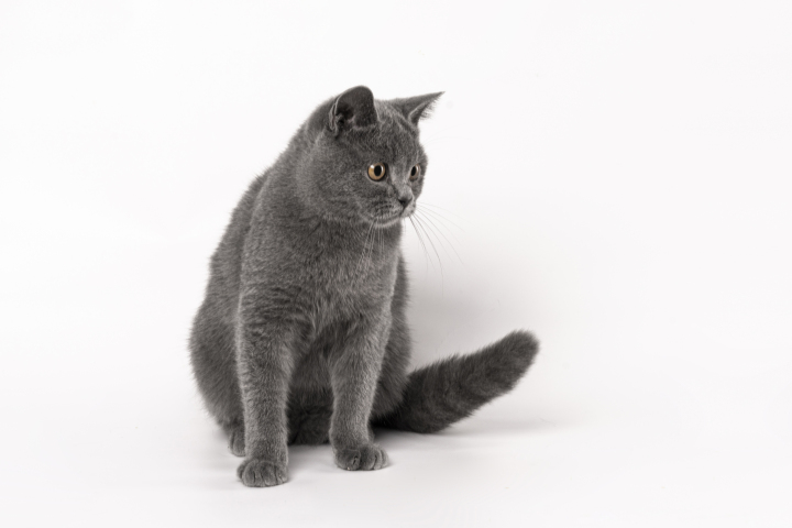 家庭可爱宠物灰色短毛猫版权图片下载