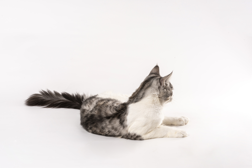 温顺灰色短毛猫侧躺后背版权图片下载