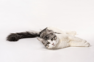 躺着玩耍的可爱猫咪高清图