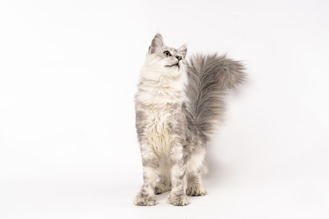 血统金吉拉猫咪高清图