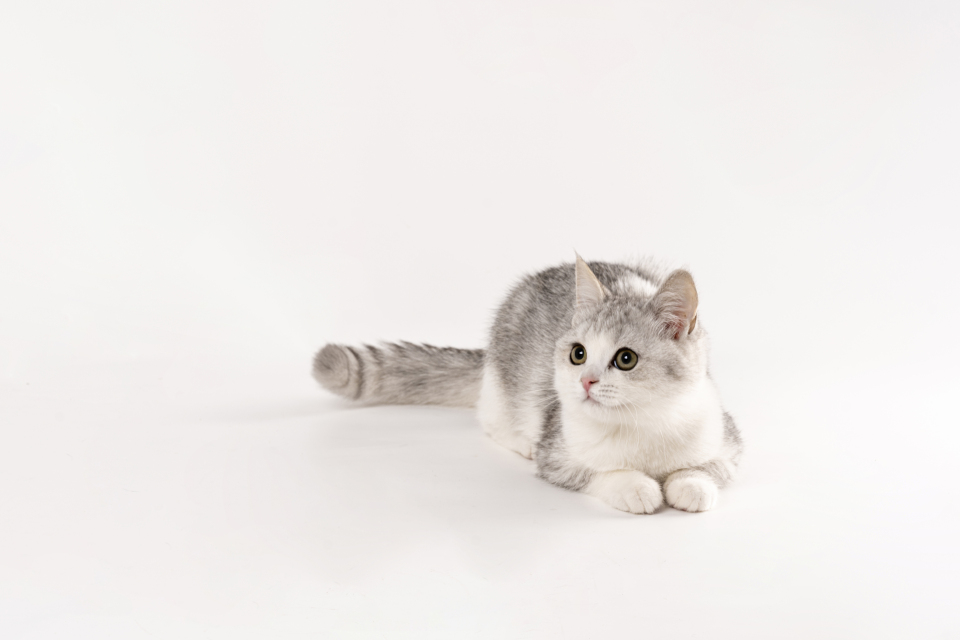 可爱矮脚猫咪实拍高清图