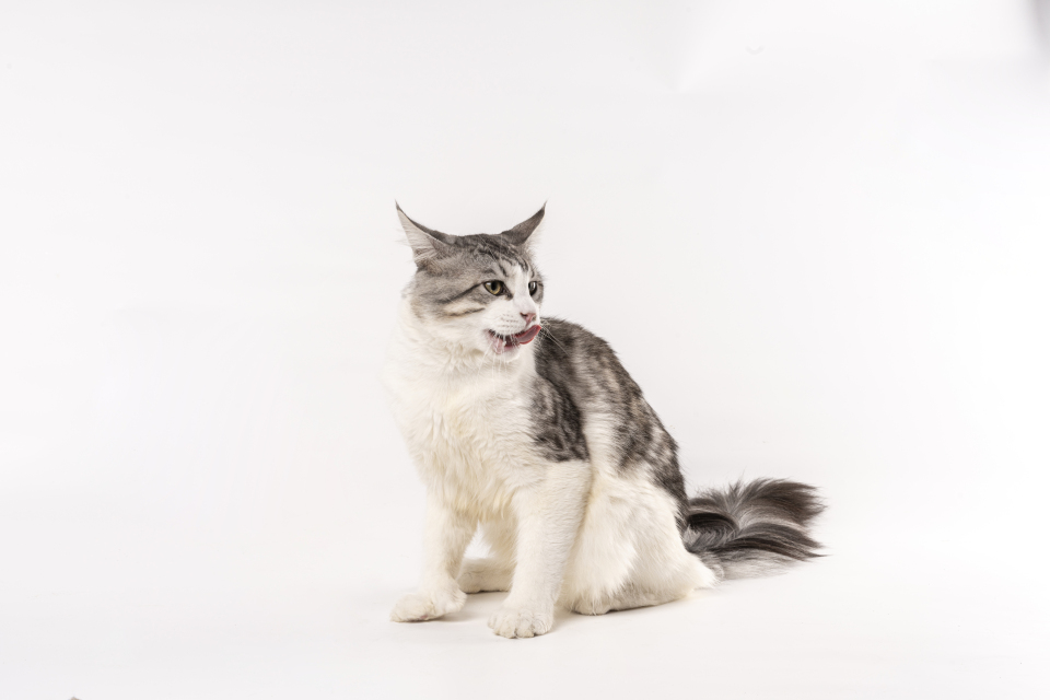 可爱活泼家庭宠物猫图片