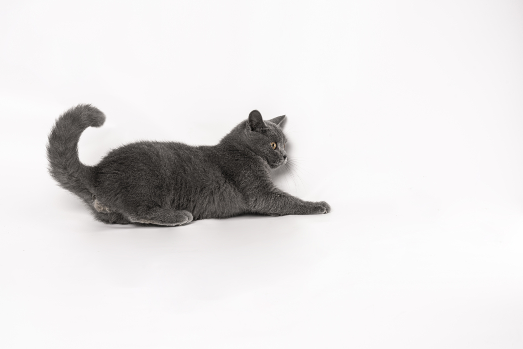 可爱灰色玩耍宠物猫咪版权图片下载