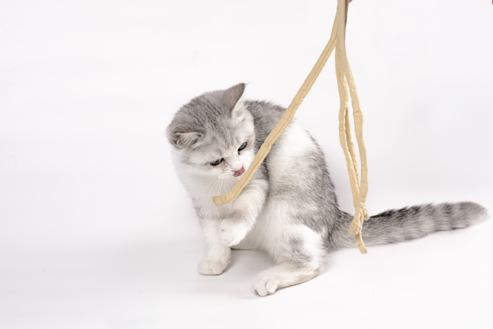 玩玩具的灰色可爱猫咪宠物版权图片下载