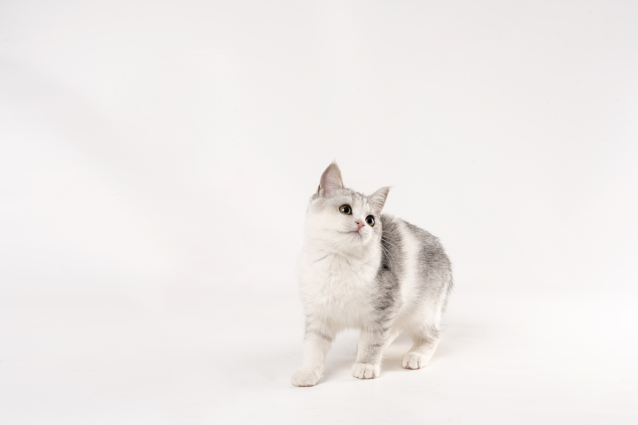 英短矮脚猫高清实拍图版权图片下载