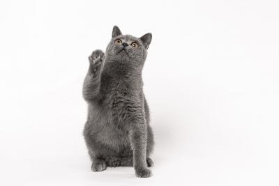 站立玩耍的灰色短毛猫图片