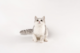 矮脚英短银渐层可爱猫咪图