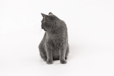温顺灰色短毛宠物猫图片