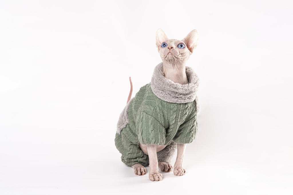 正宗穿衣服的斯芬克无毛猫版权图片下载