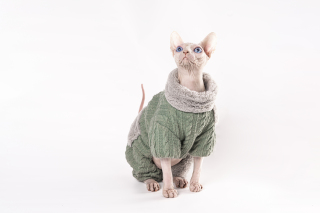 正宗穿衣服的斯芬克无毛猫图片