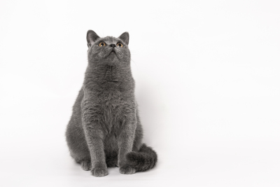 正宗灰色短毛宠物猫咪图片