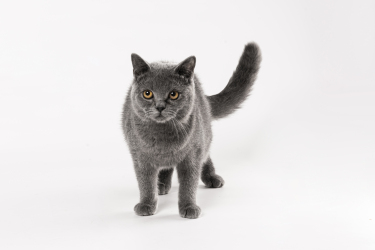 站立行走的灰色宠物猫图片
