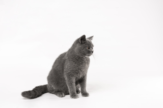 温顺英短可爱猫咪高清图