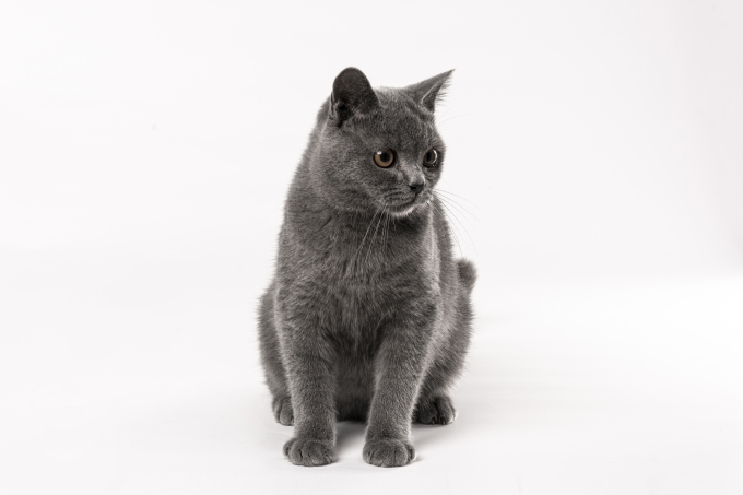 坐着的可爱灰色猫咪图片